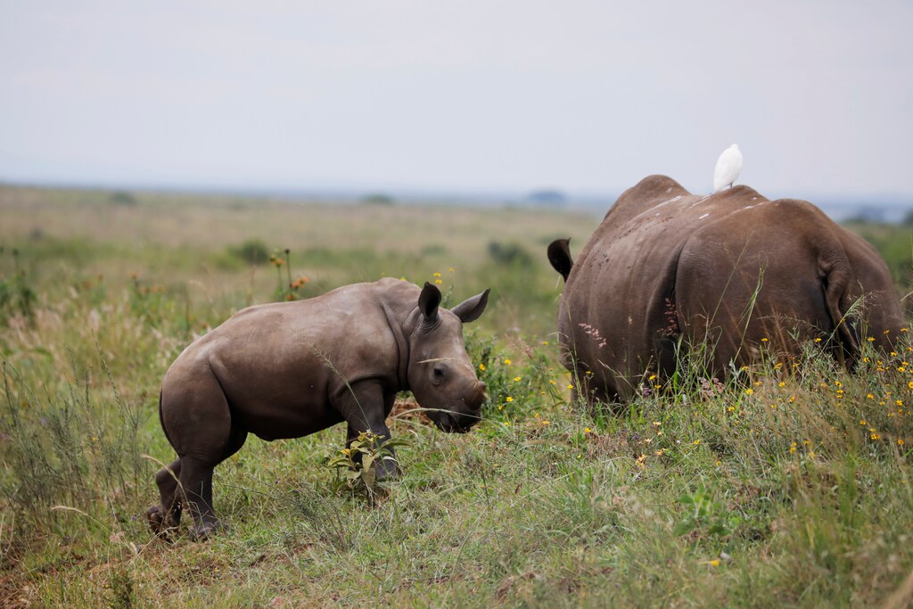 Extinction biodiversity environment nature animal welfare