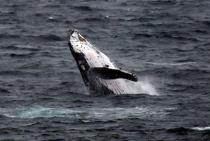 A humpback whale breaches off the coast at Clovelly Beach in Sydney, Australia, June 19, 2016.