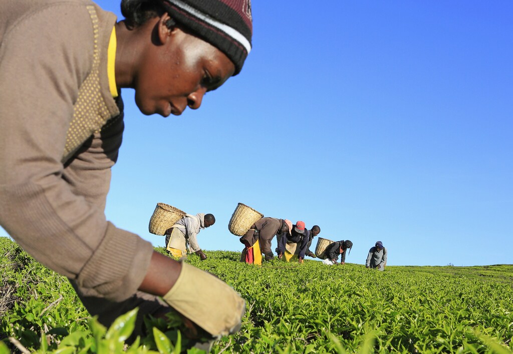 A woman picks tea leaves at a plantation in Nandi Hills, in Kenya's highlands region west of capital Nairobi, November 5, 2014. Emerald-coloured tea bushes blanketing the rolling hills of Nandi County have long provided a livelihood for small-scale farmers, helping make Kenya one of the world's biggest tea exporters. But ideal weather and bigger harvests, instead of producing bumper earnings, have led to a glut of Kenya's speciality black tea. Picture taken November 5, 2014. To match story KENYA-TEA/ REUTERS/Noor Khamis (KENYA - Tags: AGRICULTURE BUSINESS EMPLOYMENT COMMODITIES TPX IMAGES OF THE DAY) - GM1EABG18SP01