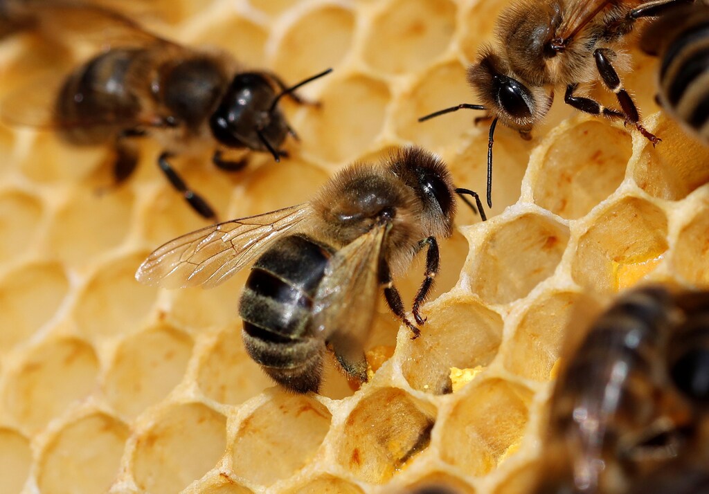 A bee deposits pollen in a honeycomb in La Bollene Vesubie, France, July 2, 2019. Picture taken July 2, 2019. REUTERS/Eric Gaillard - RC1A62AE00A0