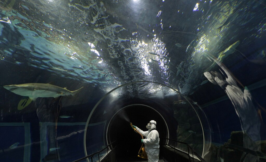 A man disinfects an aquarium at Rio de Janeiro's AquaRio, ahead of its re-opening amid the coronavirus disease (COVID-19) outbreak, in Rio de Janeiro, Brazil, August 14, 2020. REUTERS/Ricardo Moraes TPX IMAGES OF THE DAY - RC2QDI9WM48Z