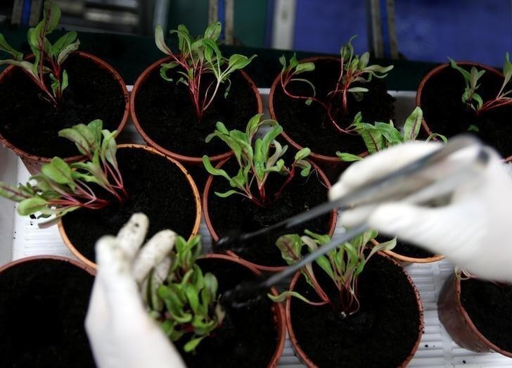 Young plants are repotted in larger containers at Panasonic's indoor vegetable farm in Singapore June 28, 2016. Picture taken June 28, 2016. REUTERS/Edgar Su