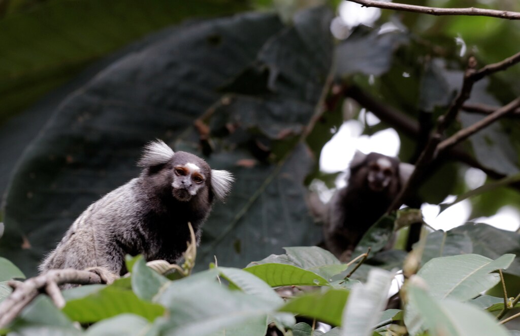 Callithrix monkeys are seen in an Atlantic forest area in Mairipora, Brazil showing how diverse the area is
