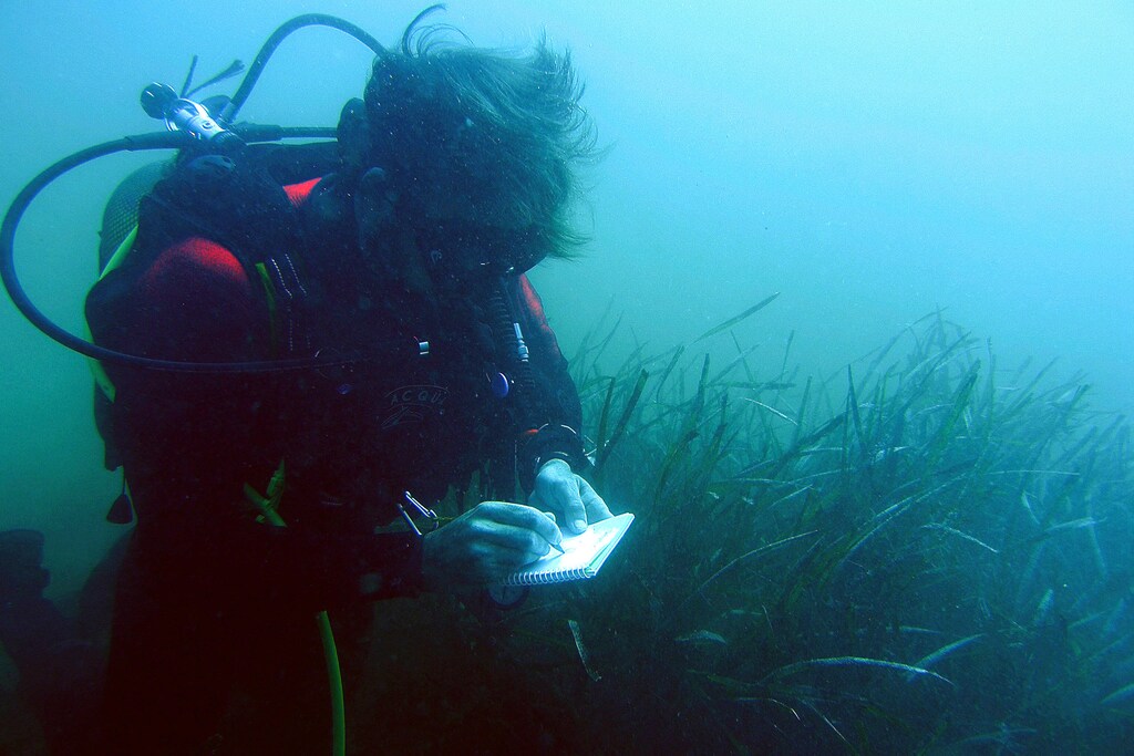 An environment technician diver takes notes next to an oceanic posidonia plant in Almeria coast, southeast Spain June 23, 2006. REUTERS/Francisco Bonilla - GM1DSWXFDDAA
