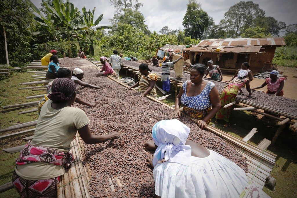 Women from a local cocoa farmers association called BLAYEYA work with cocoa beans in Djangobo, Niable in eastern Ivory Coast, November 17, 2014. BLAYEYA is a women's only association with each member owning a field and planting cocoa. Picture taken November 17, 2014. REUTERS/Thierry Gouegnon (IVORY COAST - Tags: BUSINESS AGRICULTURE FOOD SOCIETY) - GM1EABI1NFD01