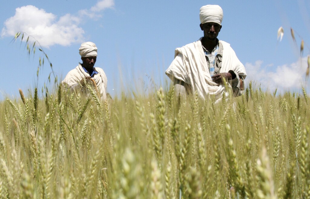 Ethiopian farmers Mandefro Tesfaye (L) and Maru Sisay walk in their wheat field in Abay, north of Addis Ababa, October 21, 2009. For centuries, farmers like Berhanu Gudina have eked out a living in Ethiopia's central lowlands, tending tiny plots of maize, wheat or barley amid the vastness of the lush green plains. Now, they find themselves working cheek by jowl with high-tech commercial farms stretching over thousands of hectares tilled by state-of-the-art tractors -- and owned and operated by foreigners. Picture taken October 21, 2009. To match special report FOOD/AFRICA REUTERS/Barry Malone (ETHIOPIA AGRICULTURE FOOD) - GM1E5BC0R8R01