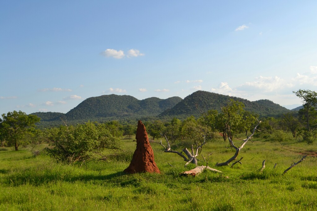 Termite mound.