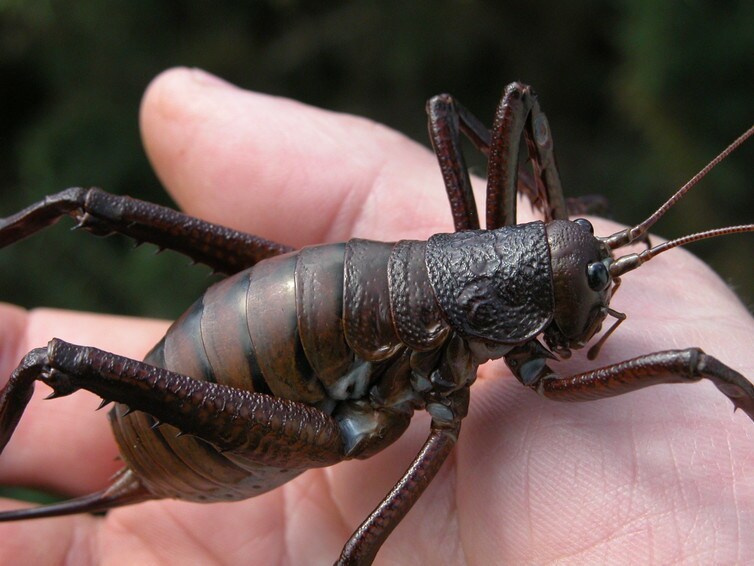 The giant weta: one of the largest insects.