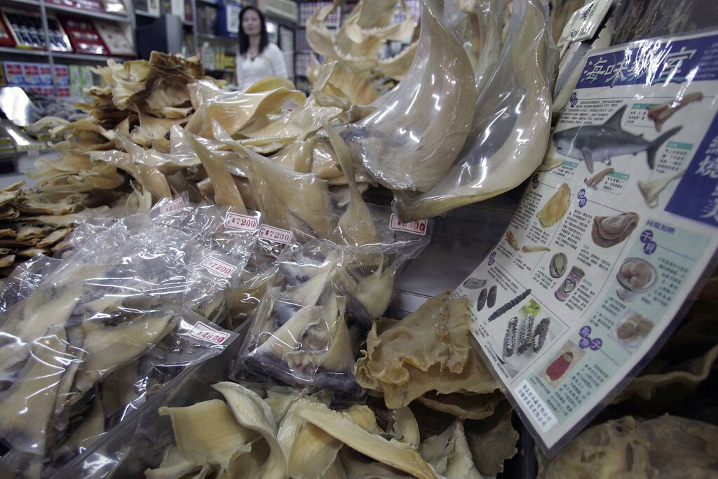 Dried shark fins are seen in a dry food grocery store in Taipei February 27, 2009. Wildlife conservationists, who have long railed against the popularity of shark fin soup, are finally seeing signs that consumption is dropping as young Asians become aware of the environmental impact of this much prized dish. Picture taken February 27, 2009. To match feature ASIA-SHARKFIN/ REUTERS/Pichi Chuang (TAIWAN FOOD DRINK SOCIETY) - GM1E53U0OAZ01