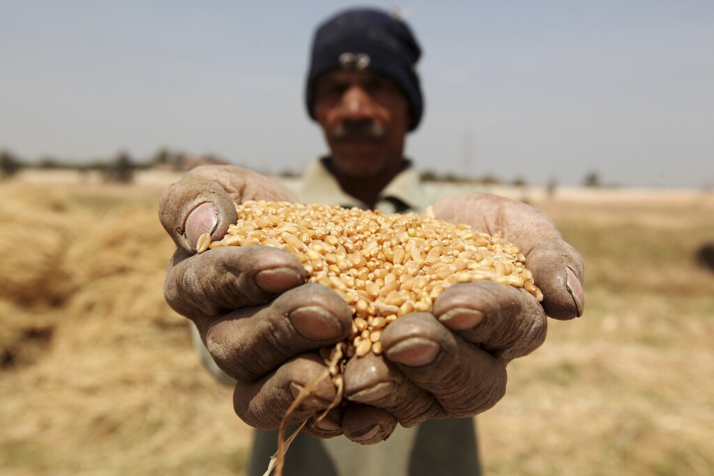 A farmer holds out grains of wheat in his hands during a harvest on a field in the El-Menoufia governorate, about 9.94 km (58 miles) north of Cairo April 23, 2013. Egypt's wheat crop will be close to 10 million tonnes this season, agriculture minister Salah Abdel Momen said on Sunday as the harvest gets underway, more than the supply minister's 9.5 million tonne forecast. Picture taken April 23, 2013. REUTERS/Mohamed Abd El Ghany (EGYPT - Tags: AGRICULTURE BUSINESS COMMODITIES) - GM1E94O1Q1D01