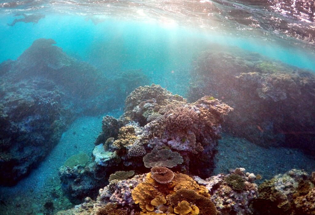 Peter Gash, owner and manager of the Lady Elliot Island Eco Resort, snorkels with Oliver Lanyon and Lewis Marshall, Senior Rangers in the Great Barrier Reef region for the Queenlsand Parks and Wildlife Service, during an inspection of the reef's condition in an area called the 'Coral Gardens' located at Lady Elliot Island located north-east from the town of Bundaberg in Queensland, Australia, June 10, 2015. REUTERS/David Gray/File photo - D1AETGKPPXAA