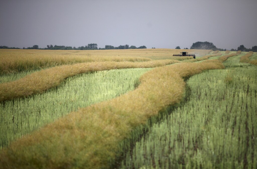 A combine machine harvests rapeseed in an agrarian field near the village of Stoderevskoye in Stavropol region, Russia, June 16, 2015. Picture taken June 16, 2015. REUTERS/Eduard Korniyenko TPX IMAGES OF THE DAY - GF10000130119