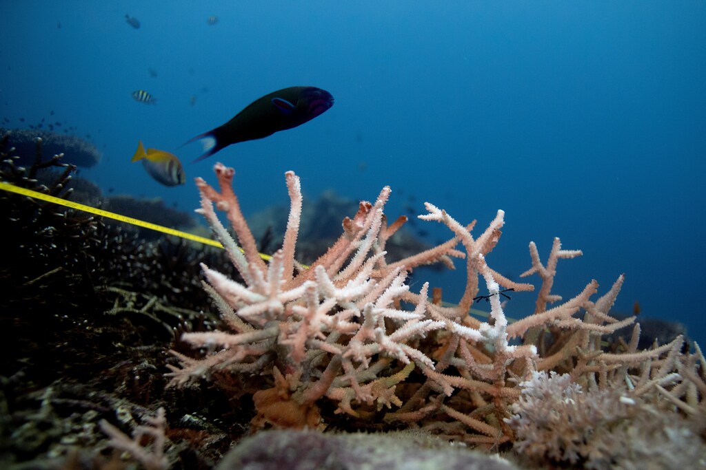 A bleaching coral is seen in the protected area of Ko Losin in Thailand.