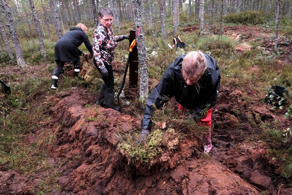 Volunteers build a dam to restore a bog near Palmse, Estonia August 30, 2020. Activists in Estonia are working to restore its old bogs, which were drained in the Soviet-era to extract peat and are now leaking greenhouse gases. Picture taken August 30, 2020. REUTERS/Ints Kalnins - RC20PI90BKJV