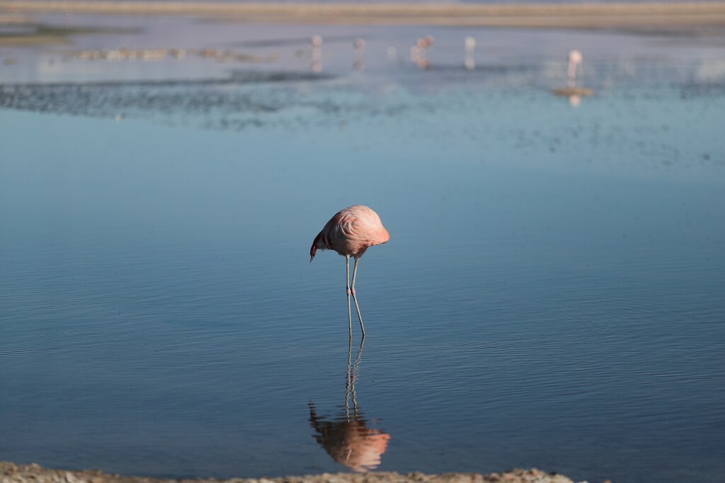 A flamingo bird is seen at Chaxa Lagoon on the Atacama Salt Flat in the Atacama Desert, Chile August 15, 2018. Picture taken August 15, 2018. REUTERS/Ivan Alvarado TPX IMAGES OF THE DAY - RC1E36EE7F80