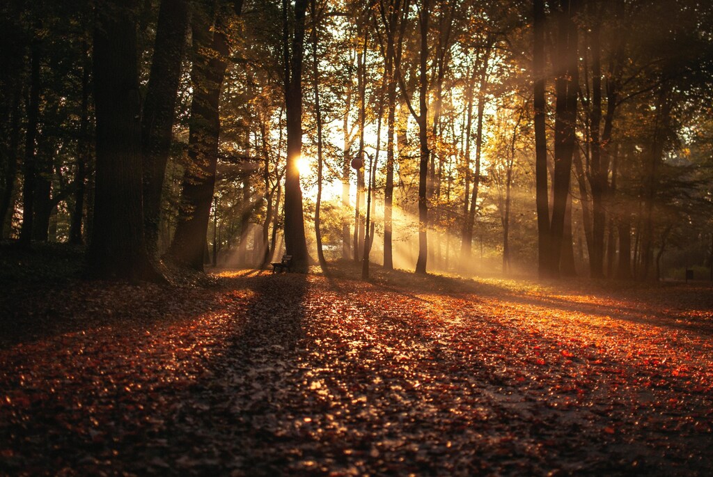 False autumn, Chicago to run on renewable energy, wonky vegetables - here are the latest stories on climate change.