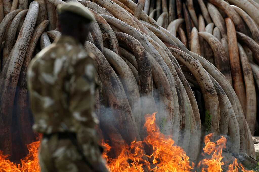 A Kenyan Wildlife Service (KWS) ranger walks past a burning part of an estimated 105 tonnes of ivory and a tonne of rhino horn confiscated from smugglers and poachers at the Nairobi National Park near Nairobi, Kenya, April 30, 2016. REUTERS/Siegfried Modola
