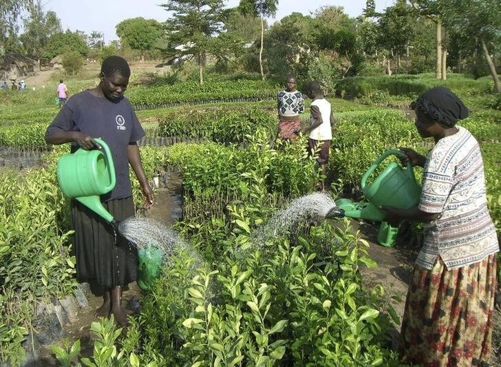 Ugandan women water seedlings at a small farm outside Lira town March 8, 2009. The world marks International Women's Day on Sunday. REUTERS/Hudson Apunyo (UGANDA AGRICULTURE)