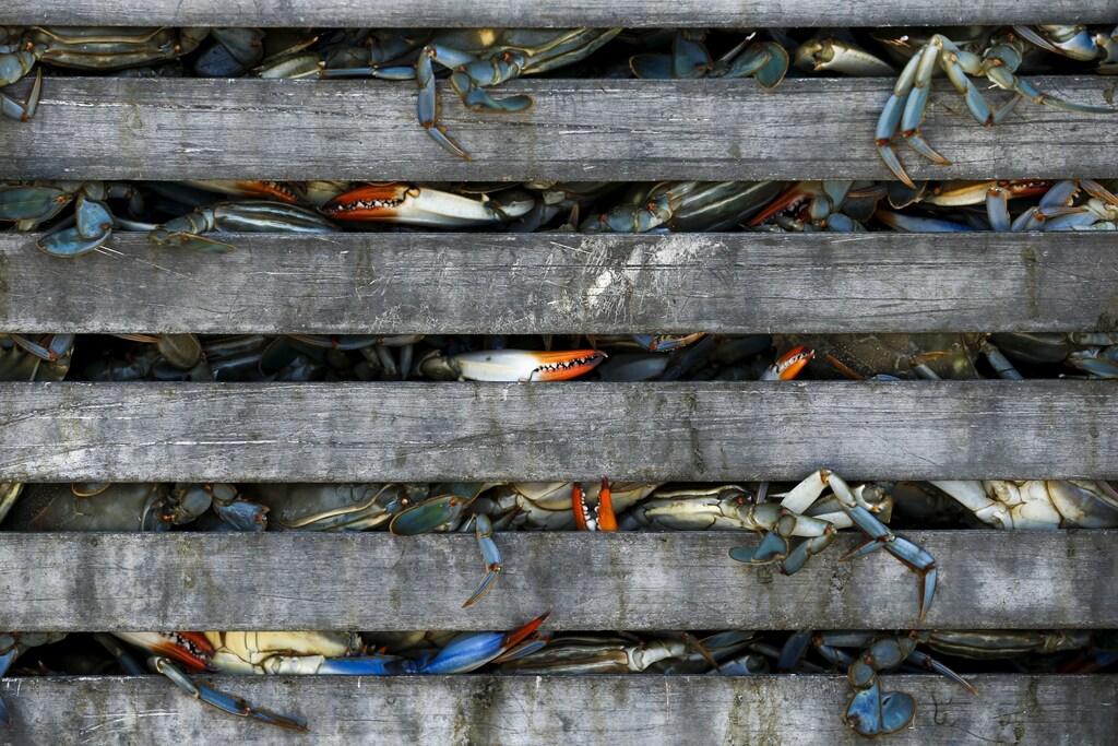 Workers unload bushel baskets of live blue crabs into a large carriage before pressure steaming them at the A.E. Phillips & Son Inc. crab picking house on Hooper's Island in Fishing Creek, Maryland August 26, 2015. Young people in the small rural shore towns of Chesapeake Bay, which straddles the eastern U.S. states of Maryland and Virginia, are shunning the erratic pay of "watermen", who catch crabs using skills such as baiting a crab pot or handling a trotline, previously passed down through the generations. Seasonal workers from Mexico fill many of the manual jobs in picking houses to process the crustaceans. The industry faces other headwinds, environmental issues and an increasingly global agricultural market among them. Last year's harvest was the lowest recorded in 25 years after the crab population crashed in the 1990s and early 2000s. REUTERS/Jonathan Ernst TPX IMAGES OF THE DAY PICTURE 18 OF 29 FOR WIDER IMAGE STORY "CRAB CATCHING BLUES"SEARCH "CRABS BLUES" FOR ALL IMAGES TPX IMAGES OF THE DAY - GF10000243007