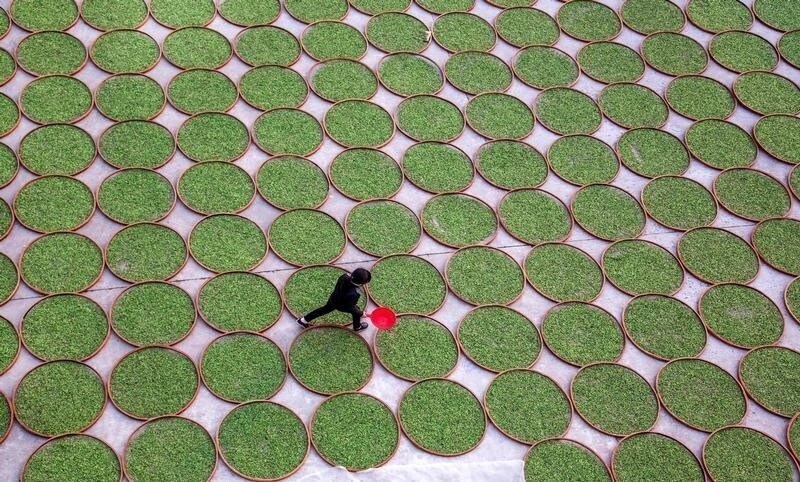A woman walks in a yard where tea leaves are dried at a tea company in Dening, Fujian Province, China, April 2, 2016. Picture taken April 2, 2016.