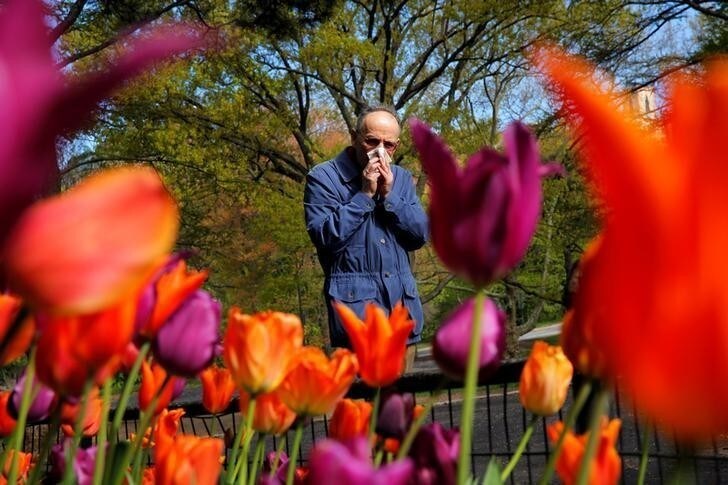 A man covers his nose after sneezing as he walks past a bed of tulips while walking through Central Park in New York, U.S., April 30, 2016. REUTERS/Lucas Jackson