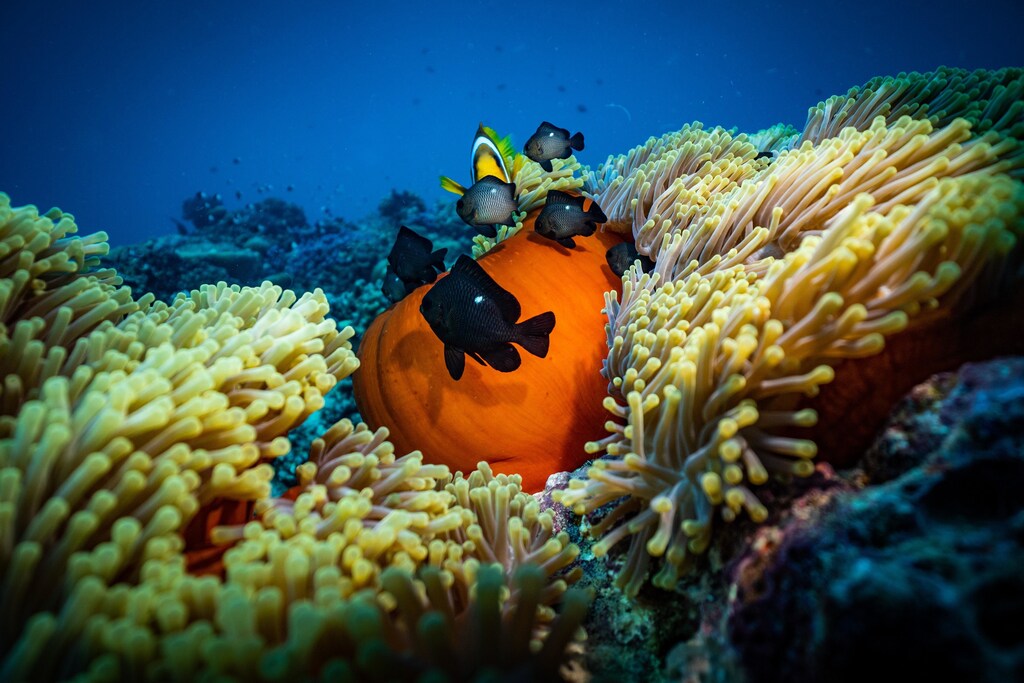 More than two-fifths of the species found in biodiversity hotspots are at high risk of extinction.