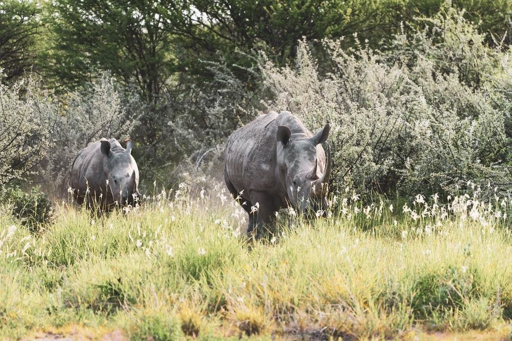 image of rhinos in their natural habitat in Zambia