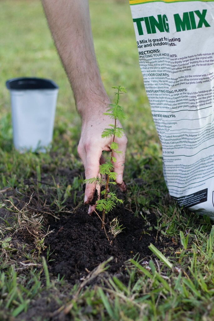 Research shows that poorly-planned tree planting efforts often fail to produce desired benefits because the trees don’t survive long enough.