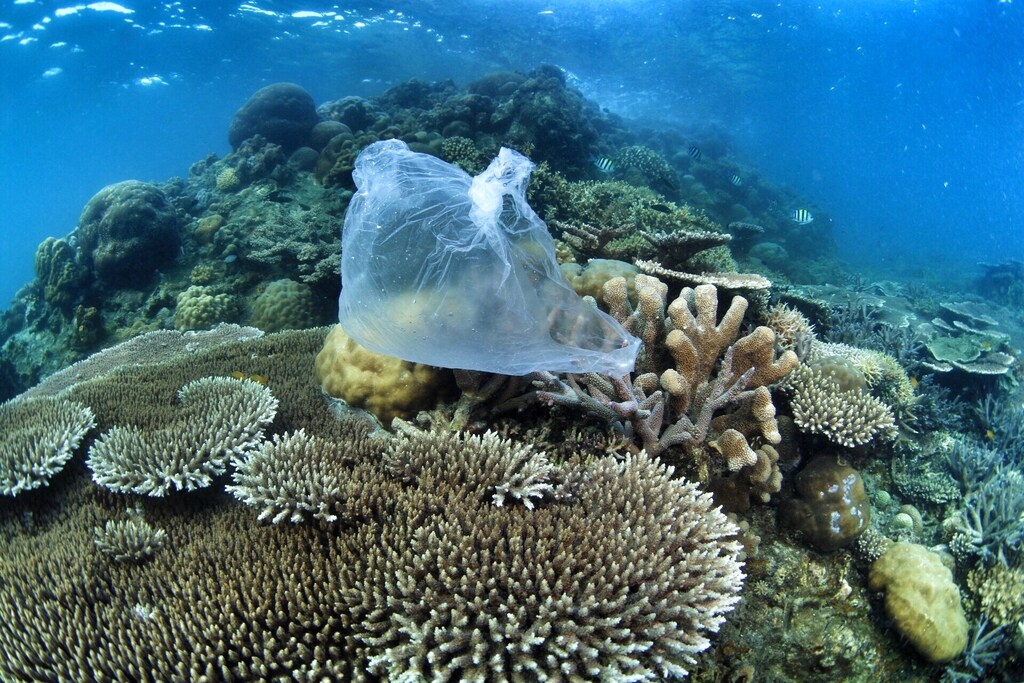 A plastic bag floating underwater surrounded by plant life and fish; Ocean, plastic waste, underwater, fish.