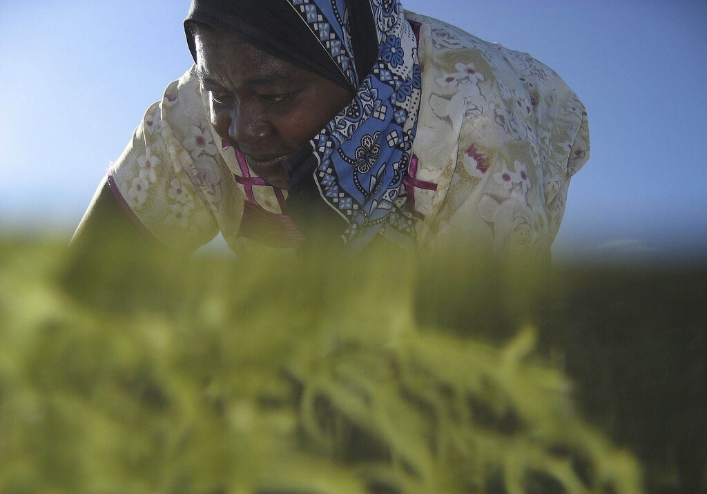 Seaweed farmer Nyafu Juma Uledi tends her crop in tidal pools near the village of Bwejuu on Zanzibar island, Tanzania, December 2, 2007. Local women have earned a degree of financial independence by farming seaweed in Zanzibar, which exports more than 10,000 tonnes a year to Asian markets, making the crop one of the Tanzanian island's main foreign currency earners after tourism. Picture taken December 2, 2007. REUTERS/Finbarr O'Reilly (TANZANIA) - RTX4E62