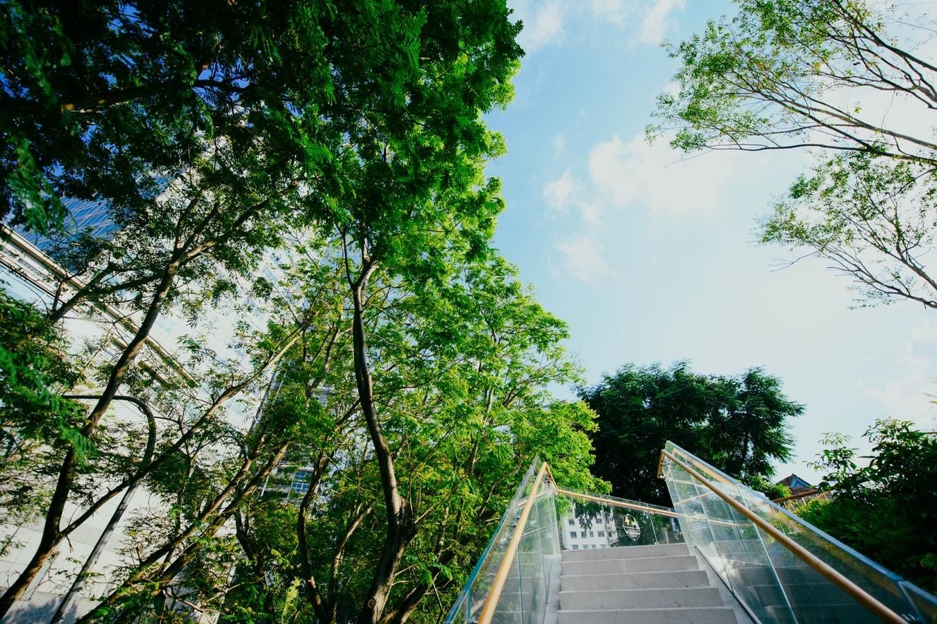stairs between trees at daytime