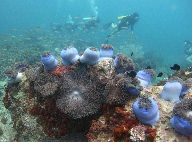 Divers swim above a bed of corals off Malaysia's Tioman island in the South China Sea May 4, 2008. Coral reefs are vulnerable to climate change and without rapid genetic adaptation, they will not survive projected sea temperature increases over the next 50 years, experts say. REUTERS/David Loh (MALAYSIA)