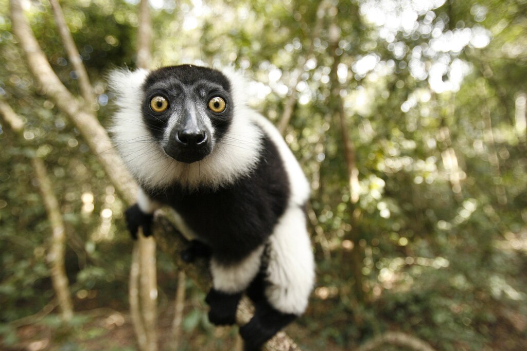 A Black and White Ruffed Lemur clings to a branch at the Monkeyland Primate Sanctuary near Pletteberg Bay on South Africa's scenic Garden Route September 30, 2007. Common to Madagascar, the Black and White Ruffed Lemur is currently classified as Endangered by the World Conservation Union. World Animal Day is commemorated on October 4.
