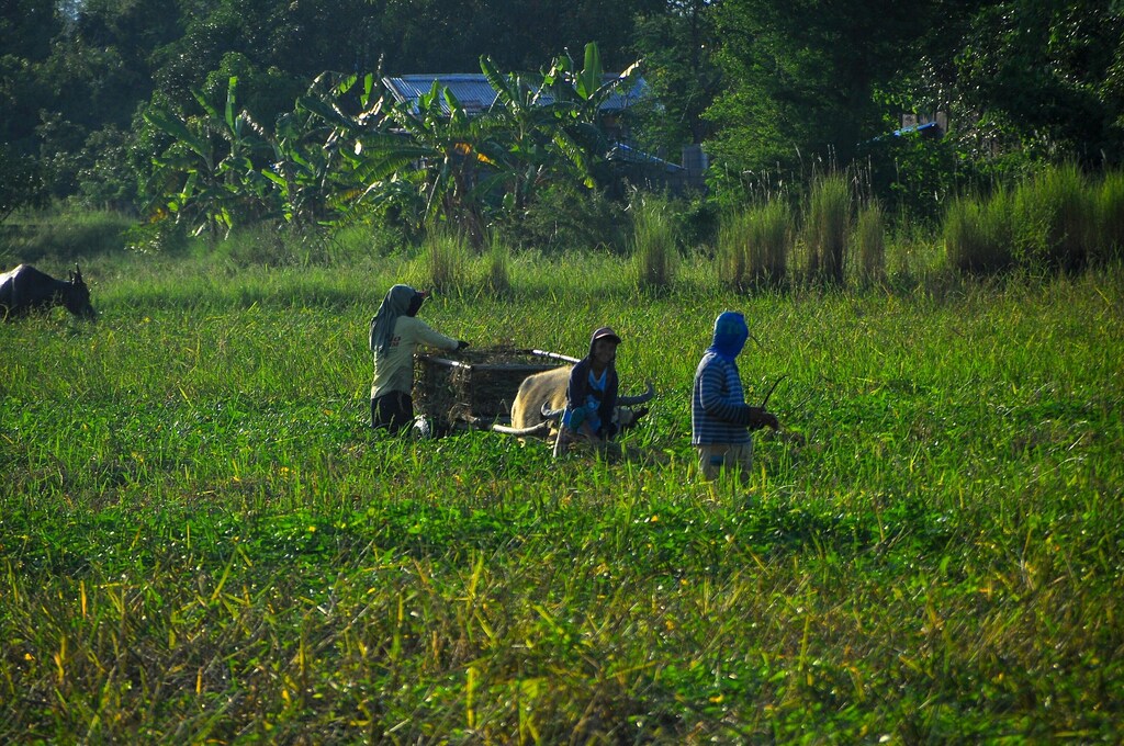 Smallholder farmers form the backbone of global food security in the face of climate change.