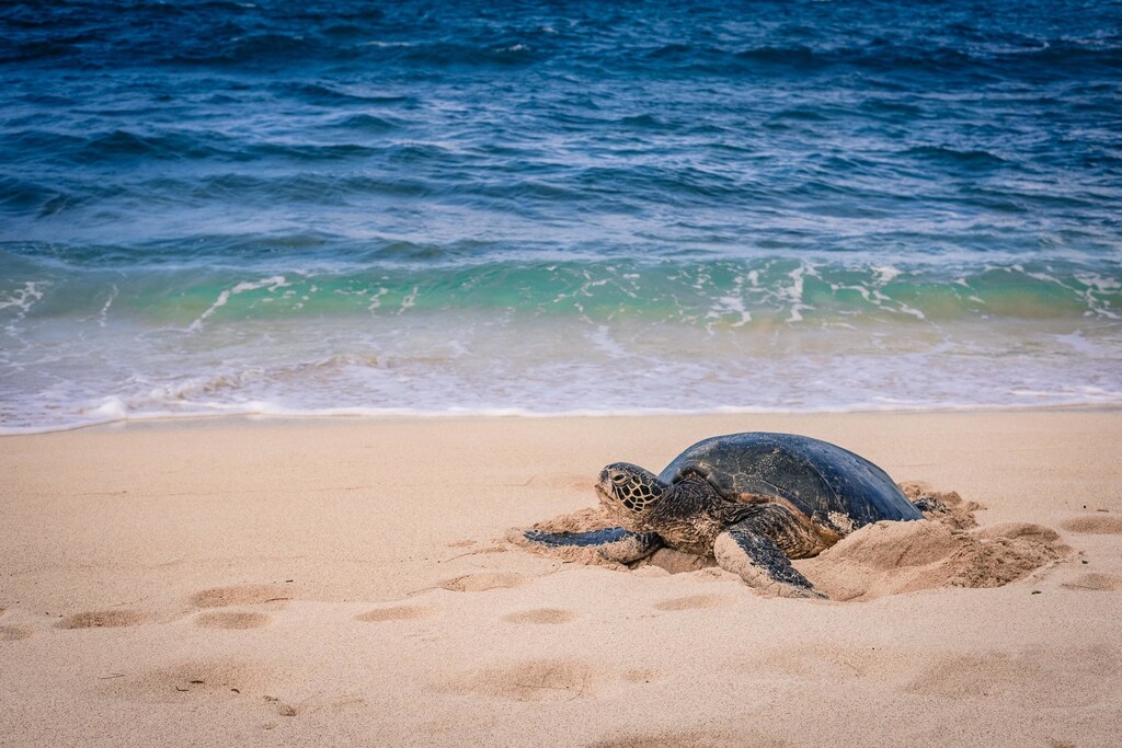 A sea turtle on a beach.