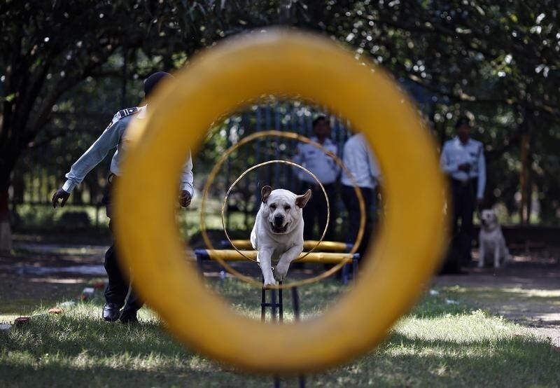 A man trains his dog during a training session at the training academy of the Security and Intelligence Services (India) firm, at Dehradun in the Himalayan Indian state of Uttarakhand February 28, 2014. India's northern Hindi-speaking belt, home to around half a billion people, is taking off after decades of trailing industrialised seaboard states in the west and south. Picture taken February 28, 2014. To match story INDIA-BUSINESS/NORTH REUTERS/Adnan Abidi (INDIA - Tags: BUSINESS POLITICS ANIMALS) - GM1EA34027B01