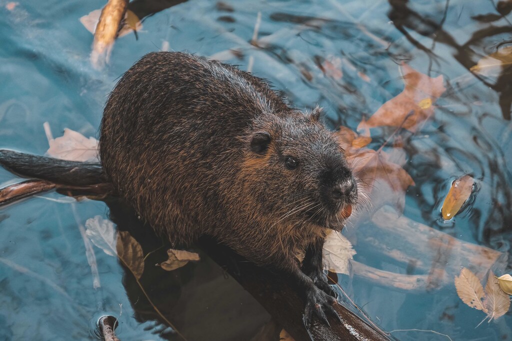 The influence of beaver activity on water quality is a positive counter to climate change. experts say.