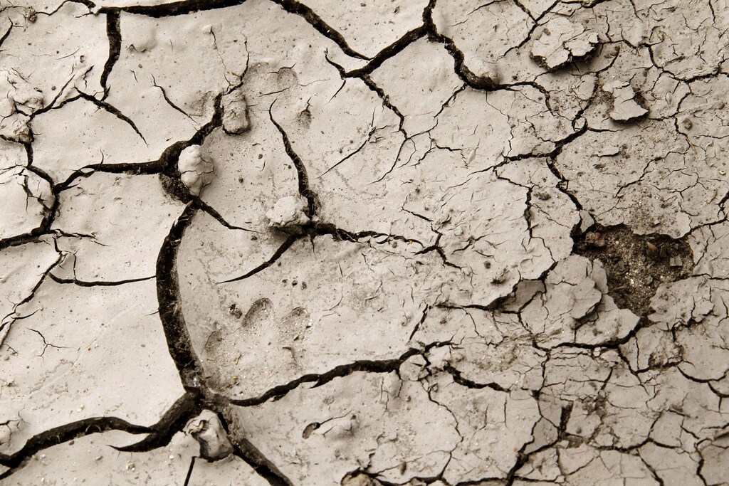 Cracks are seen in dry earth in a wheat field in Niort, southwestern France, May 13, 2011. France, facing a worsening drought that already caused damage to grain crops and pastures, will take measures to help breeders, which the farm minister warned on Thursday, is at most risk. One of the driest and hottest months of April on record has cut water reserves and parched soil already affected by months of low rainfall, leading to growing concerns that harvests will suffer in the European Union's top grain producer. REUTERS/Regis Duvignau (FRANCE - Tags: AGRICULTURE ENVIRONMENT) - PM1E75D1E6601