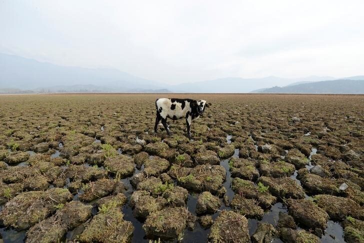 A cow is seen on land that used to be filled with water, at the Aculeo Lagoon in Paine, Chile, May 14, 2018. REUTERS/Matias Delacroix