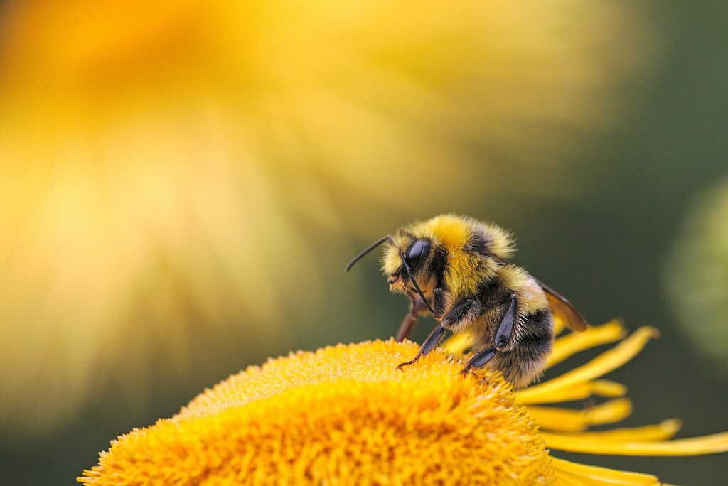 Bumblebee on yellow flower