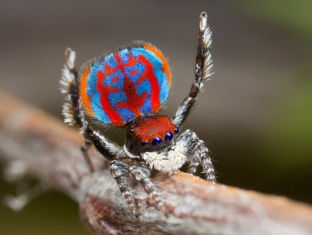 A specimen of the newly-discovered Australian Peacock spider, Maratus Bubo, shows off his colourful abdomen in this undated picture from Australia. Jurgen Otto/Handout via REUTERS ATTENTION EDITORS - THIS IMAGE WAS PROVIDED BY A THIRD PARTY. EDITORIAL USE ONLY NO RESALES. NO ARCHIVE. TPX IMAGES OF THE DAY - RTSG6UY