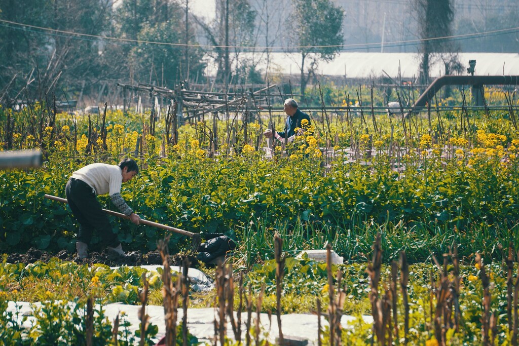 Rooftop farms and gardens that take advantage of underutilized roof space are popular as they provide new food resources while also increasing building insulation, and improving air quality.