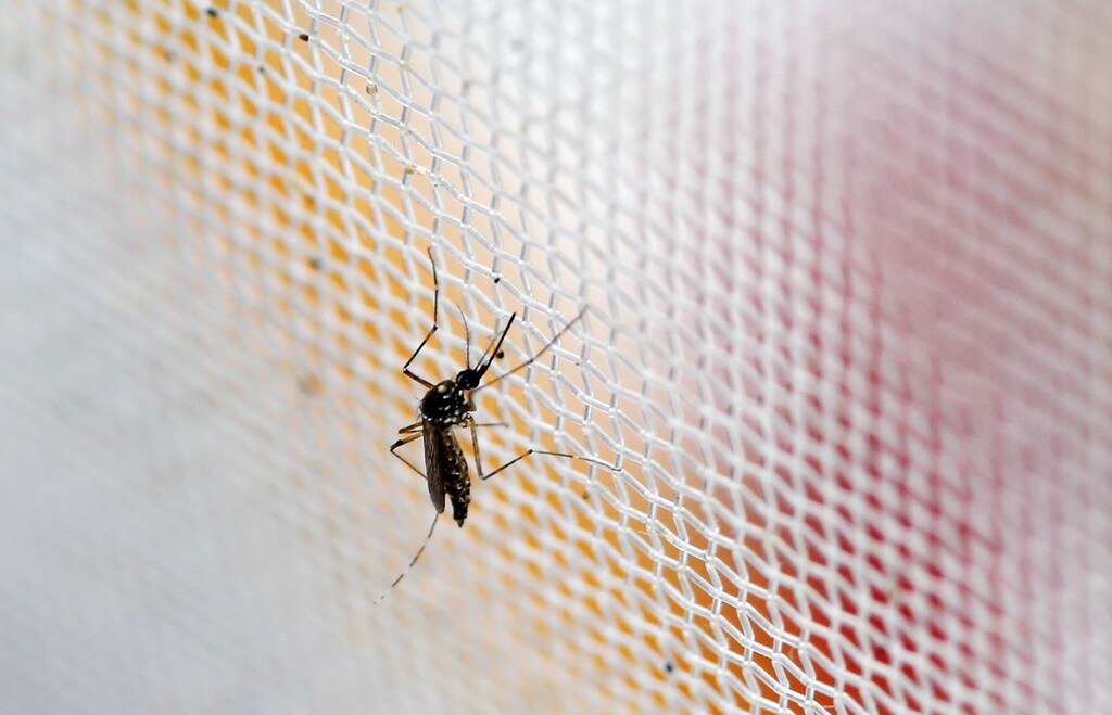 An aedes aegypti mosquitoes is seen in The Gorgas Memorial institute for Health Studies laboratory as they conduct a research on preventing the spread of the Zika virus and other mosquito-borne diseases in Panama City February 4, 2016.