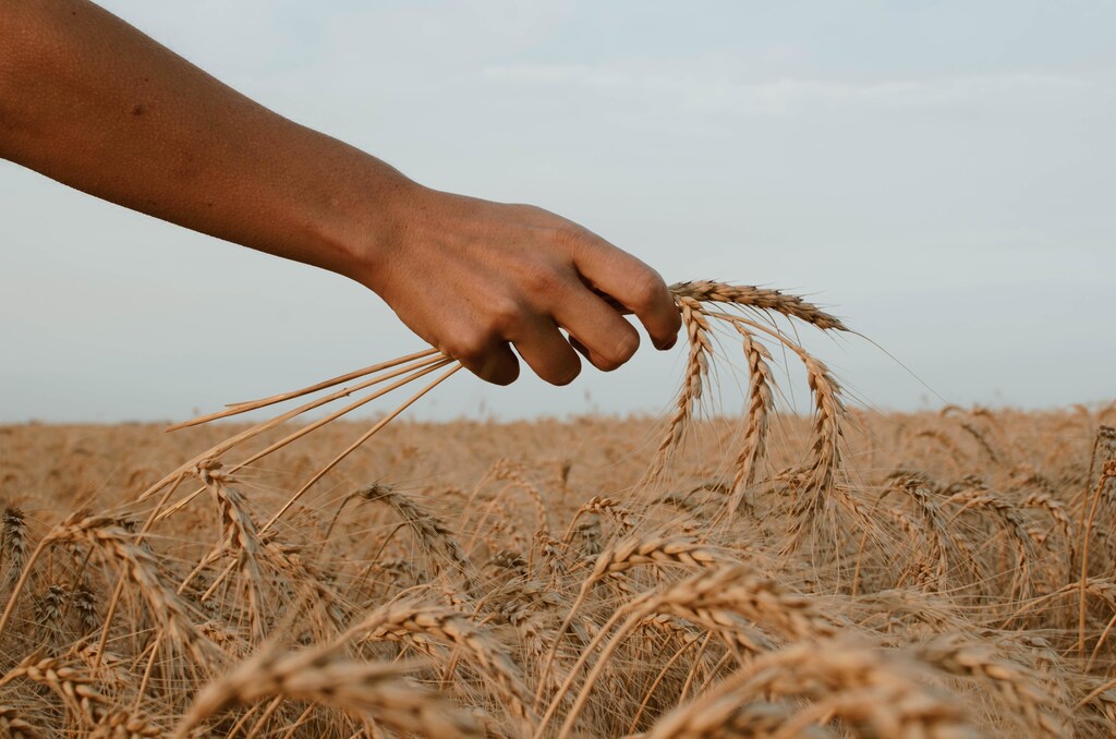 A hand holding some wheat.