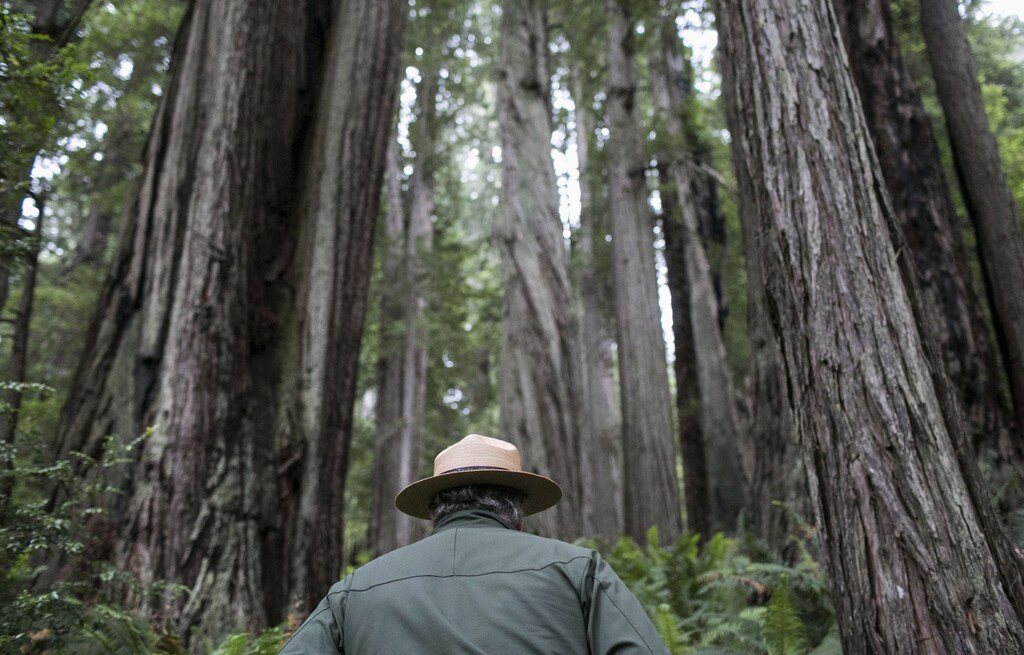 National Park Service Ranger Jeff Denny heads into a grove of redwoods off Highway 101 outside of Orick, California June 3, 2014. Redwood burls are reproductive growths on the tree that can sprout clones and are highly sought after for their unique grain patterns popular in high end furniture and artwork. Recent poaching for redwood burls in the Redwood National Park and Northern California State Parks forced officials to close the Newton B. Drury Scenic Parkway, a ten mile drive through the old growth Redwood forest, after sunset, according to the National Park Service. Picture taken June 3, 2014. REUTERS/Nick Adams (UNITED STATES - Tags: ENVIRONMENT) - GM1EA6I0JYZ01