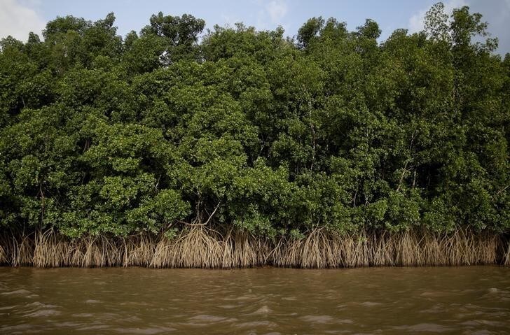 Mangroves grow on the banks of Oiapoque River on the coast of Amapa state, near Oiapoque city, northern Brazil, April 3, 2017. REUTERS/Ricardo Moraes SEARCH "OIL AMAZON" FOR THIS STORY. SEARCH "WIDER IMAGE" FOR ALL STORIES.