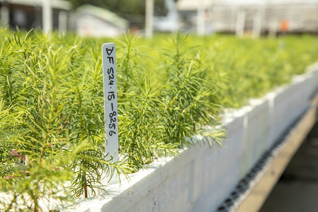 image of a Douglas Fur seedlings growing in the shade house of the L A Moran Reforestation Center