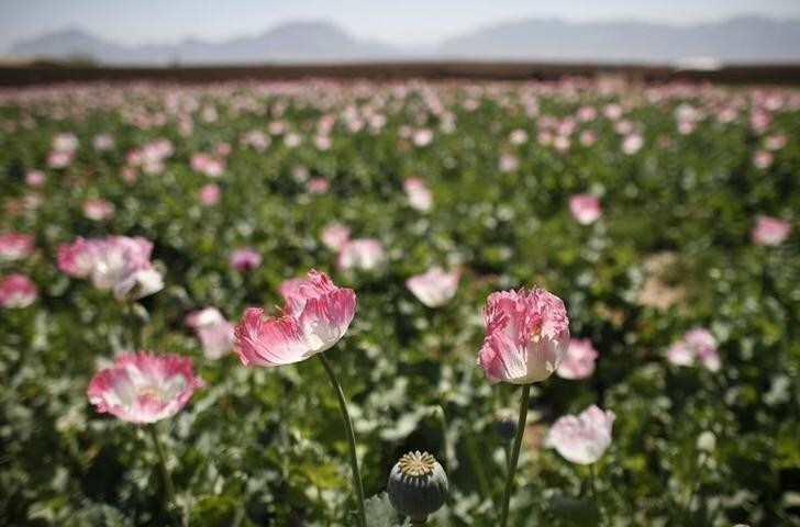 A large field of poppies grows on the outskirts of Jelawar village in the Arghandab Valley north of Kandahar April 18, 2011. REUTERS/Bob Strong (AFGHANISTAN - Tags: SOCIETY)