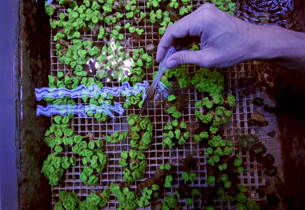 A researcher works on cultured corals at the Coral Biome sea farm in Marseille, France, February 26, 2016.