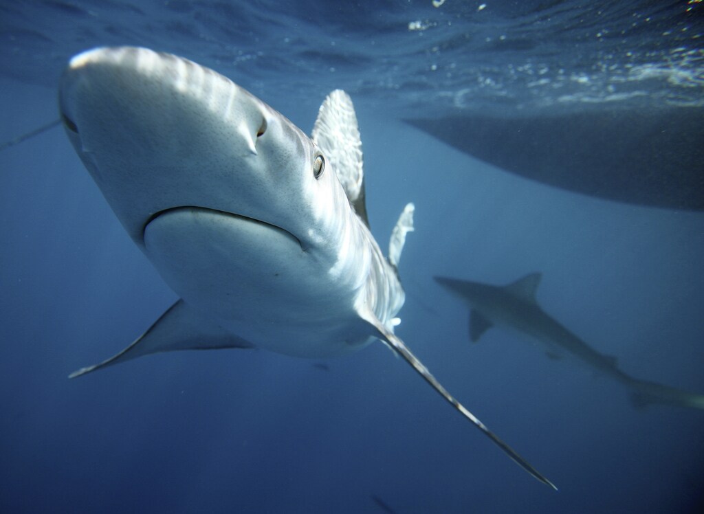 Sandbar sharks swim around during a cageless shark dive tour in Haleiwa, Hawaii February 16, 2015. Shark tours are a renowned form of eco-tourism in Hawaii and diving with sharks without a cage is becoming increasingly popular as well. Picture taken February 16, 2015. REUTERS/Hugh Gentry (UNITED STATES - Tags: ANIMALS ENVIRONMENT SOCIETY TRAVEL) - GM1EB2I0H7901